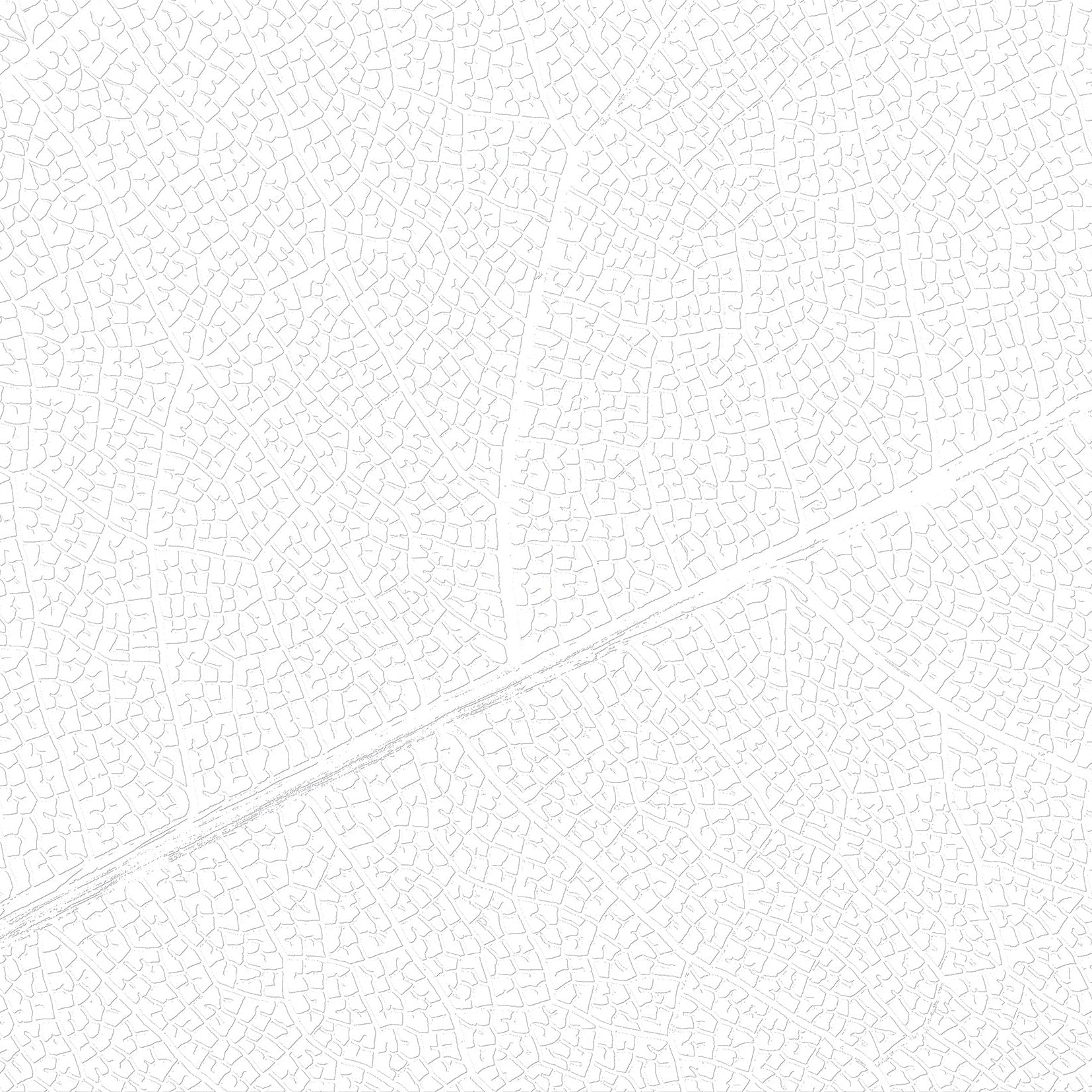 3D Foliage Vein - Paintable Mural