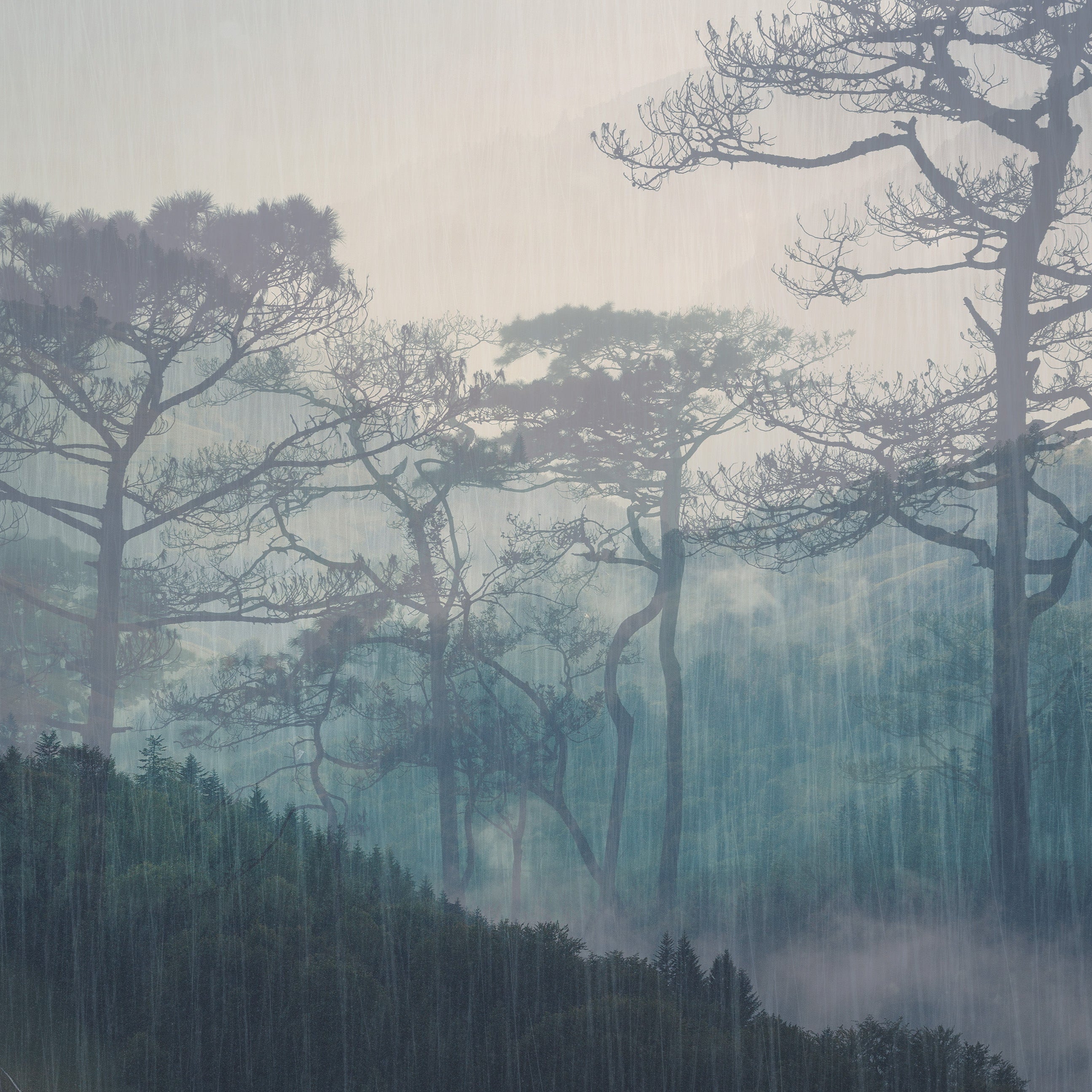 3D Forest Whispers - Printed Mural