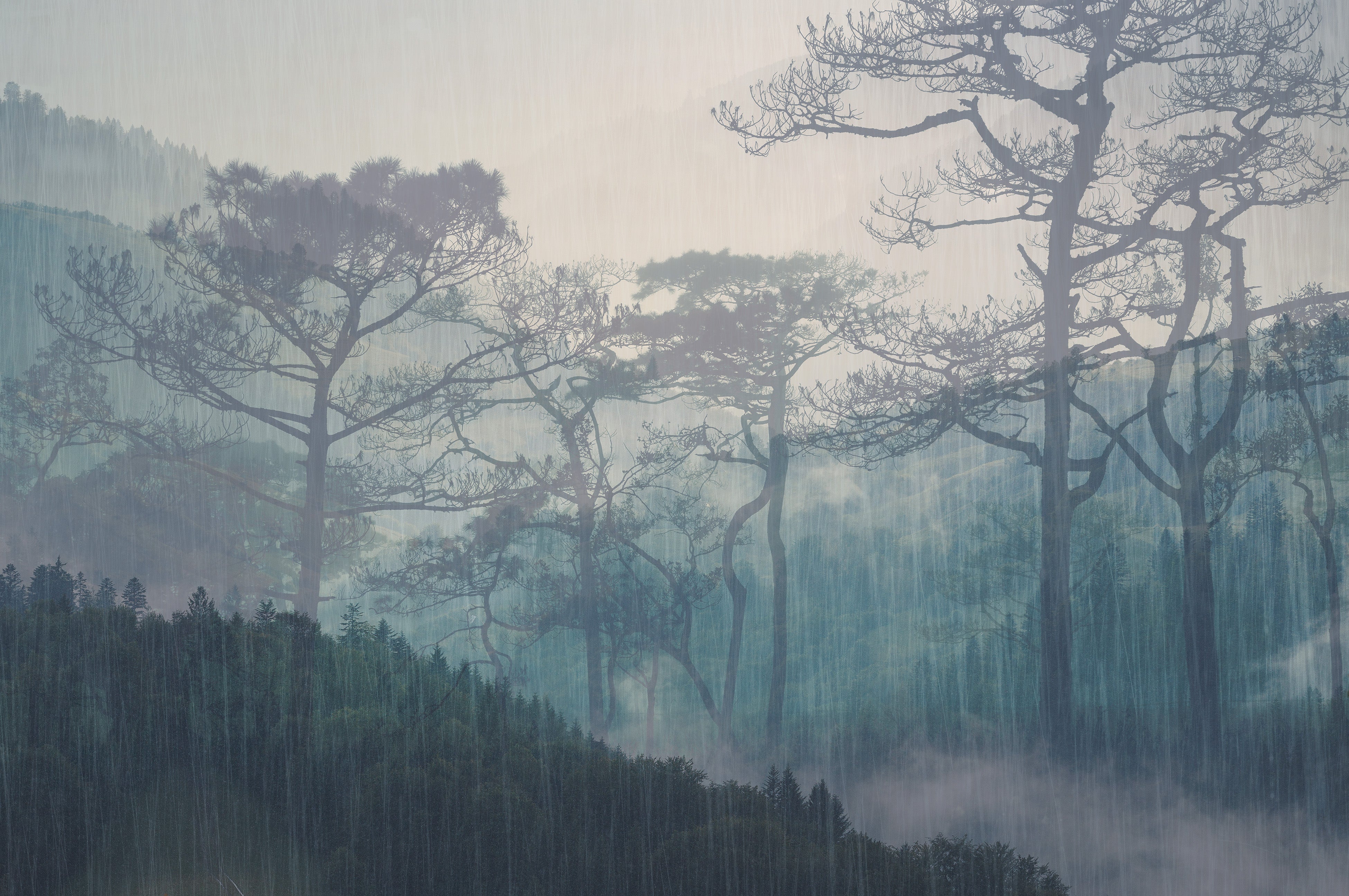 3D Forest Whispers - Printed Mural