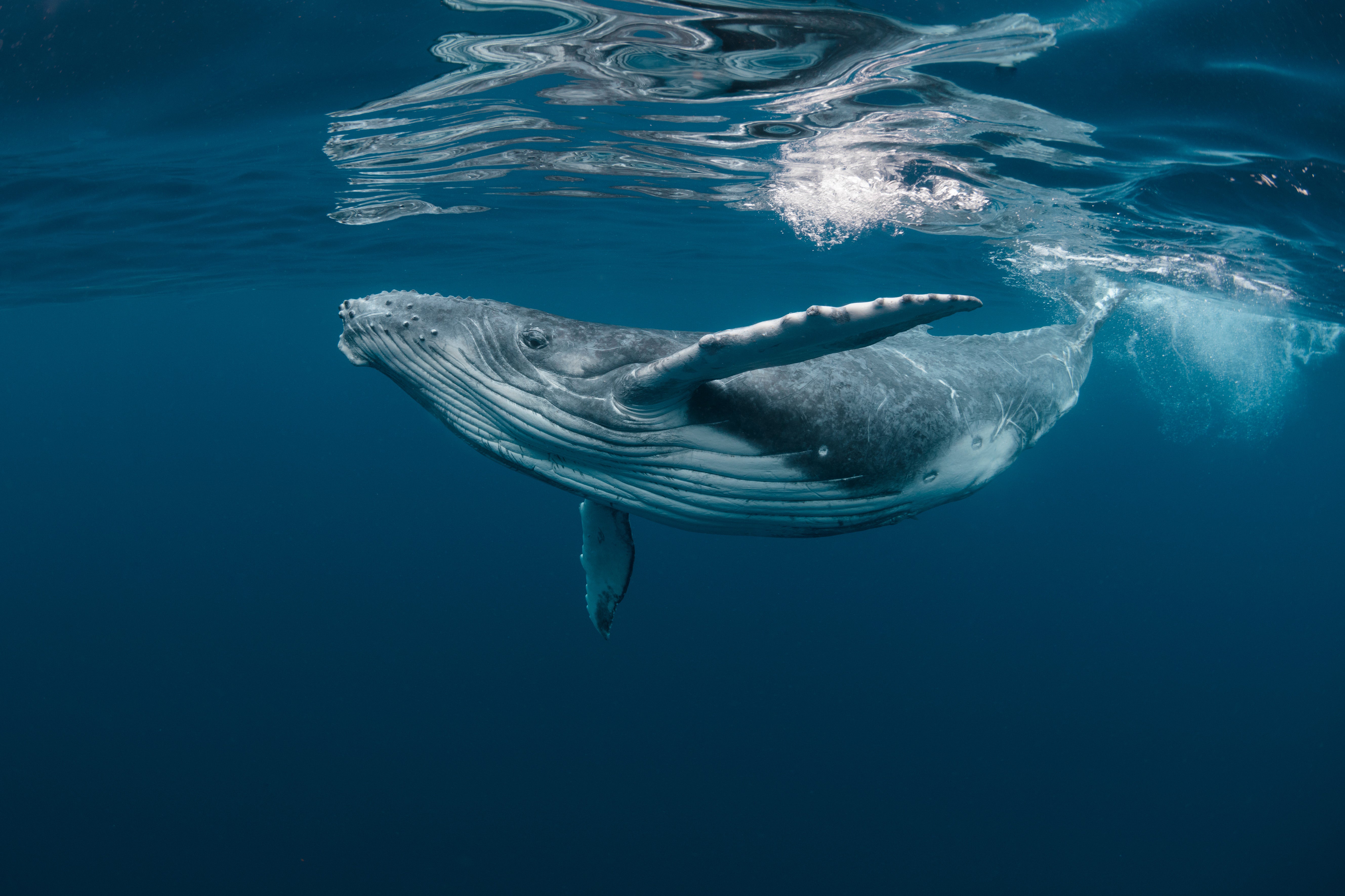 Ocean's Embrace